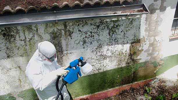 Top rated local Mold Remediation specialists in Newport News, VA